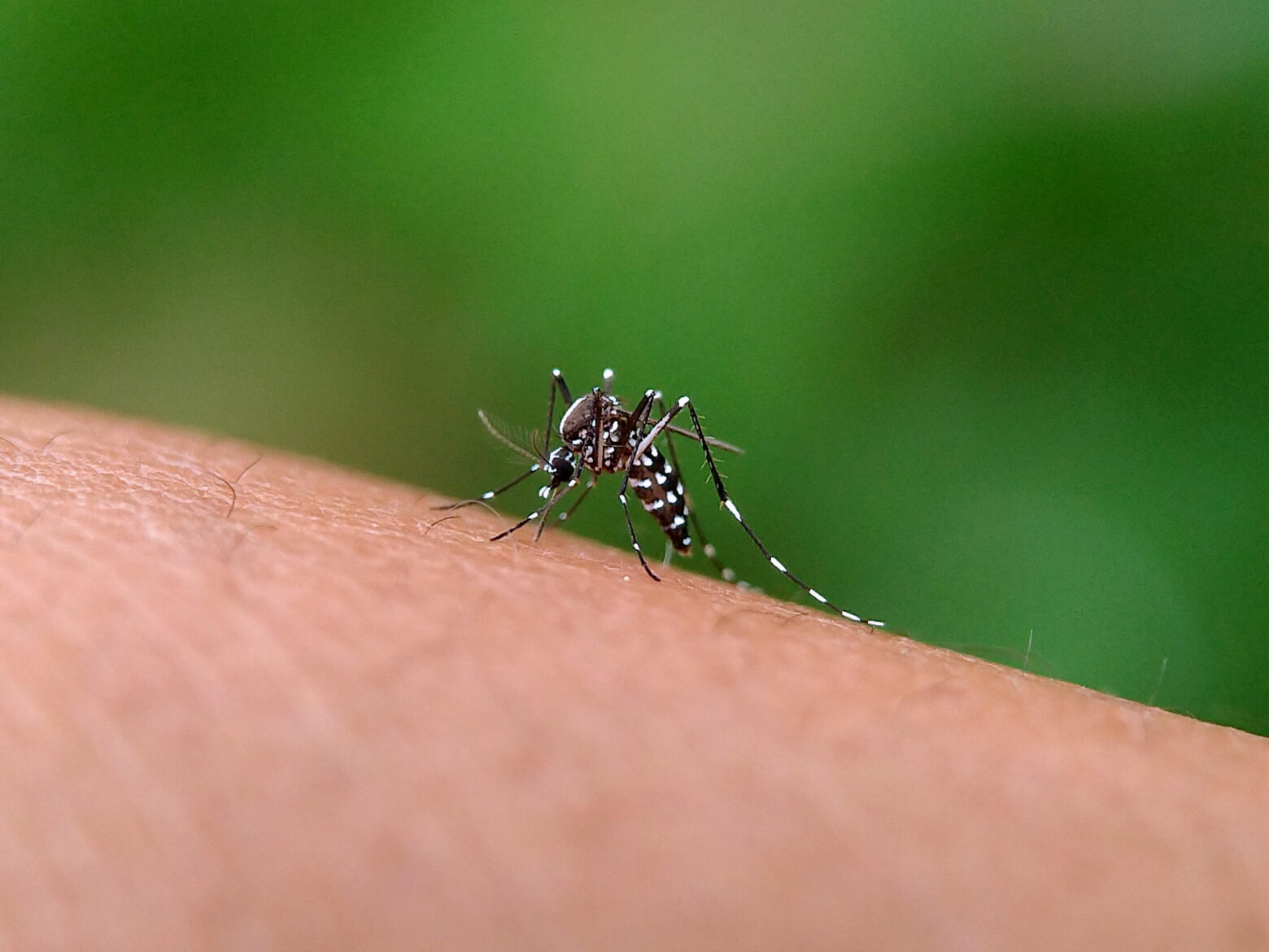 Arboviroses: dengue, chikungunya e zika