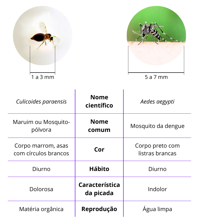 Comparação entre os vetores da Febre Oropouche (Culicoides paraensis) e da dengue (Aedes aegypti).